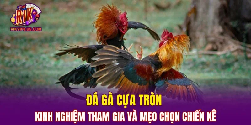 Đá Gà Cựa Tròn