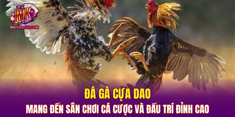Đá gà cựa dao mang đến sân chơi cá cược và đấu trí đỉnh cao