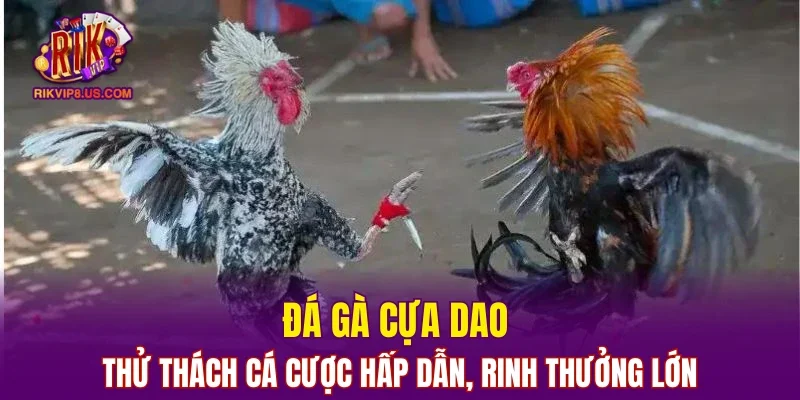 Đá Gà Cựa Dao
