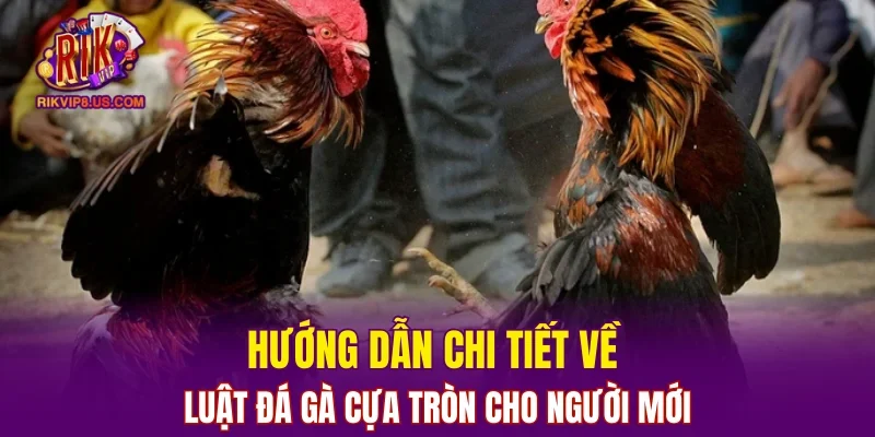 Hướng dẫn chi tiết về luật đá gà cựa tròn cho người mới