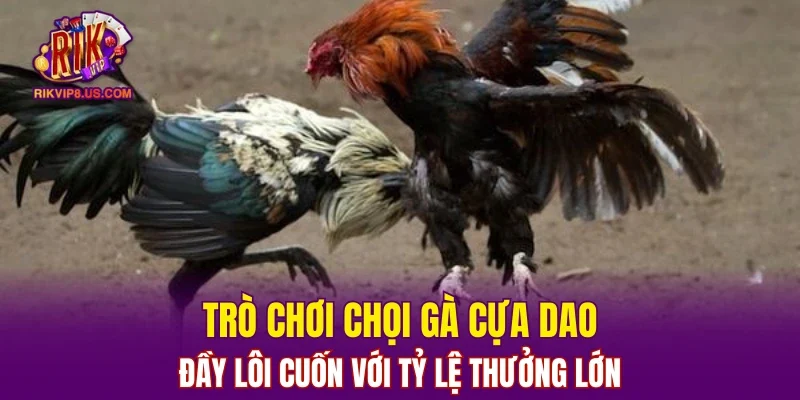 Trò chơi chọi gà cựa dao đầy lôi cuốn với tỷ lệ thưởng lớn